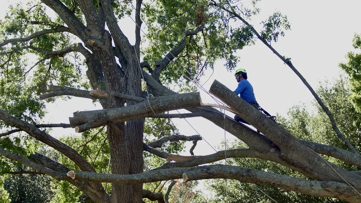 Professional Crown Thinning performed by certified arborists in Vickery
